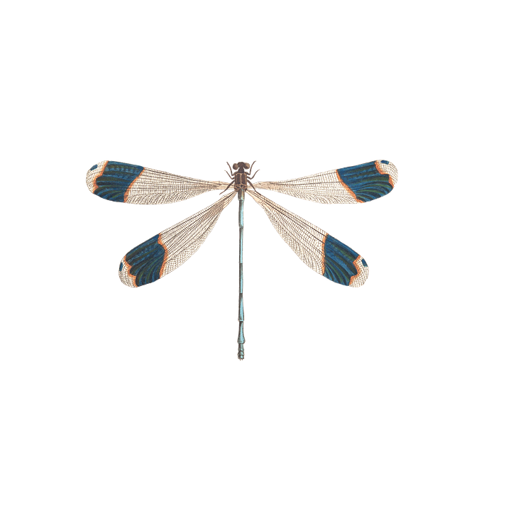 symbols dragonfly